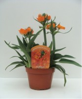 Milchstern Ornithogalum Dubium Von Mynetfair